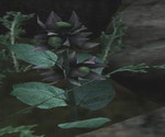 Way in Oblivion - Morrowind - Статьи - Bloodmoon - Флора и Фауна